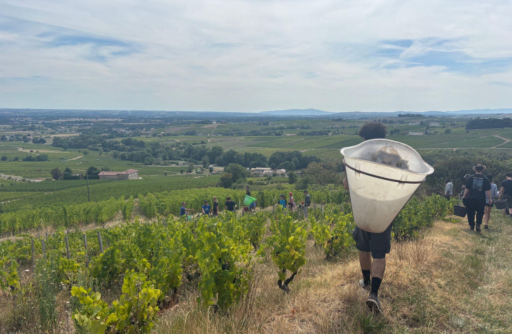 Nouveau’dan ibaret olmayan Beaujolais: Bağda bir gün