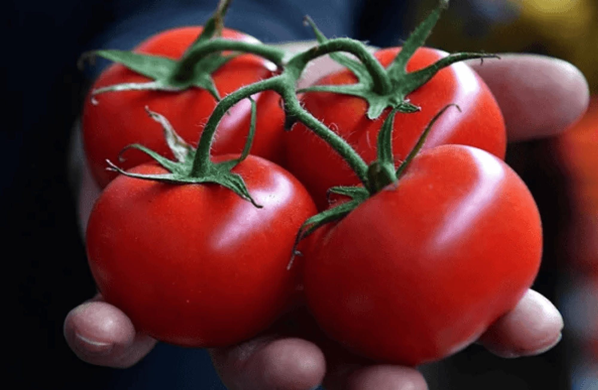 Türkiye’nin gıdası kimin kontrolünde: Çiftçinin mi, devletin mi, birkaç büyük marketin mi?