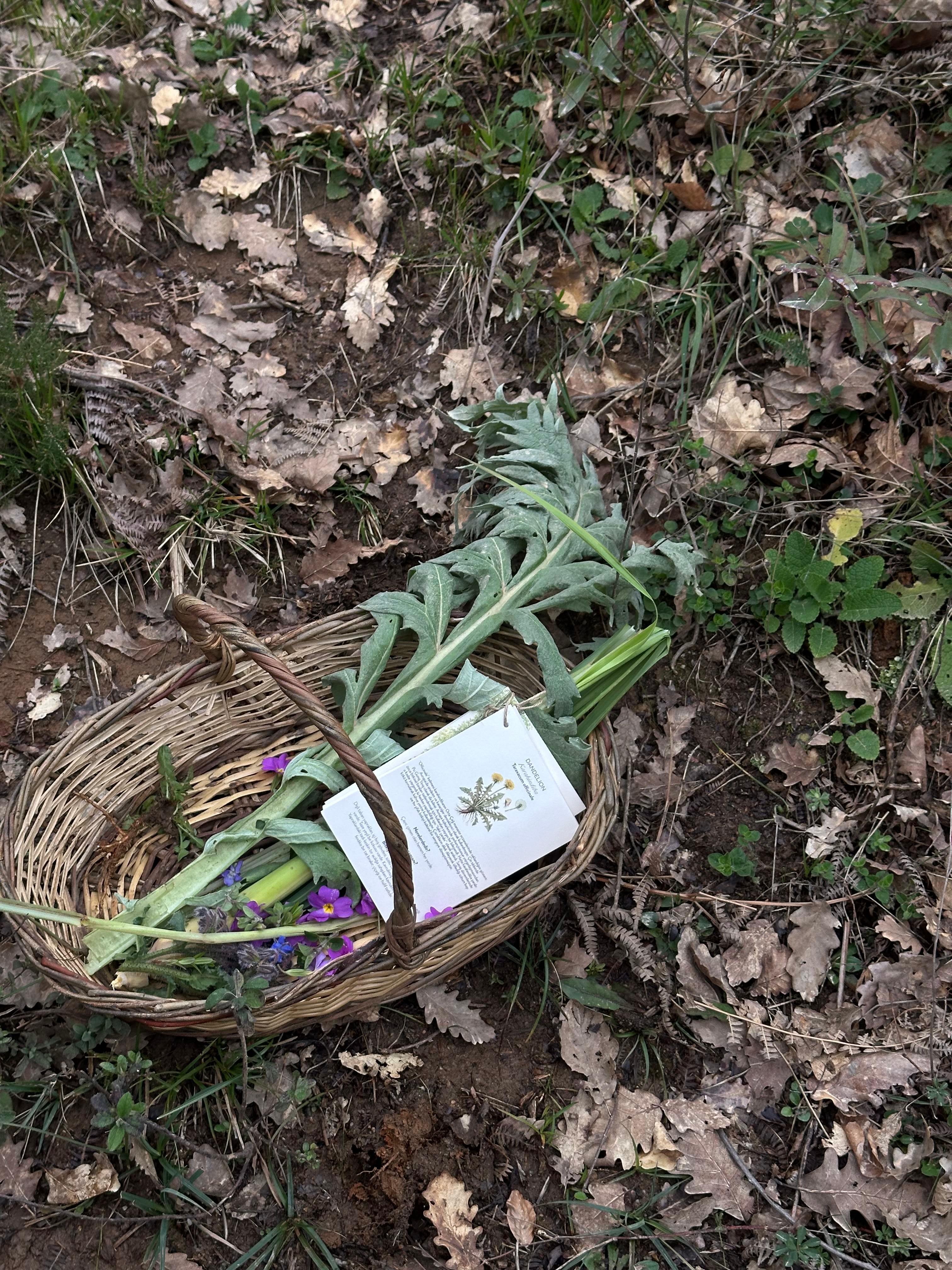 Doğaya dönüşün ilk dalgası: Foraging'in yeniden keşfi