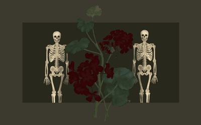 Bir Sardunyanın Anatomisi