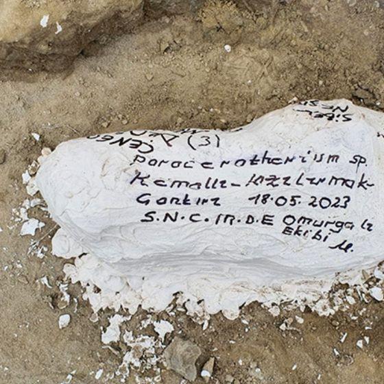 Çankırı'da dev gergedan fosiline ait kemikler bulundu
