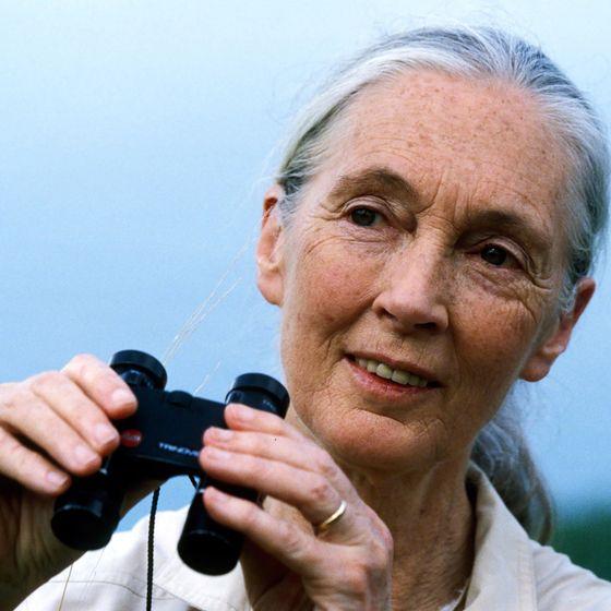 'Dünyaya bir görevle geldiğimi düşünüyorum': Dr. Jane Goodall ile umuda dair