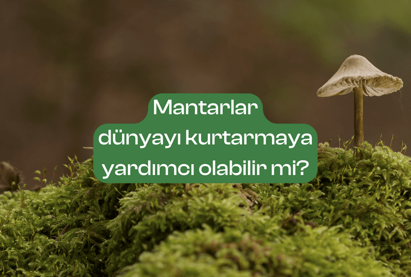 mantarlar-dunyayi-kurtarmaya-yardimci-olabilir-mi