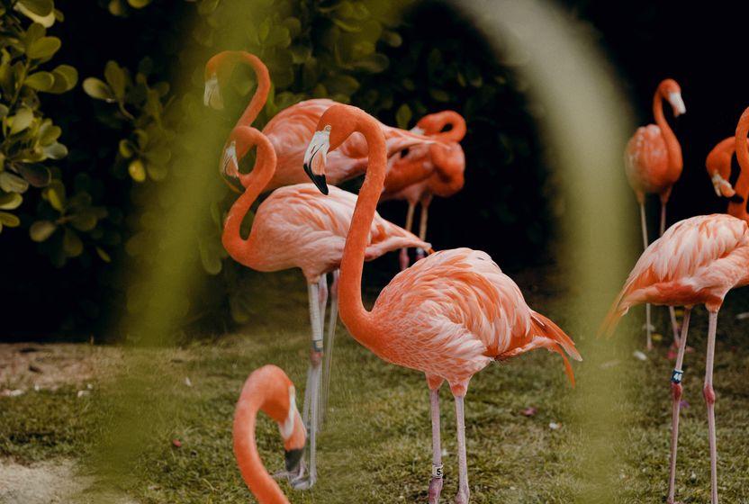 izmir-flamingo-festivaline-kanatlanin