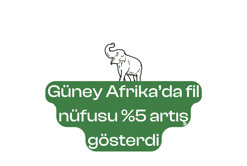 guney-afrikada-fil-nufusu-ilk-kez-5-artis-gosterdi-306