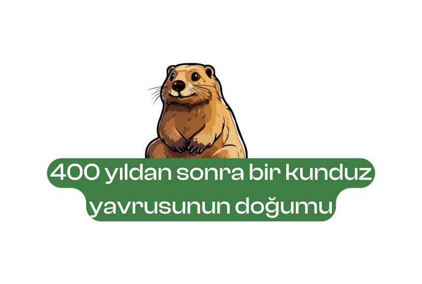 400 yıldan sonra bir kunduz yavrusunun doğumu
