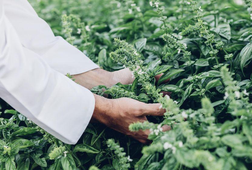 yerelden-ilham-alan-mutfaklar-farm-to-table-mutfaklarindan