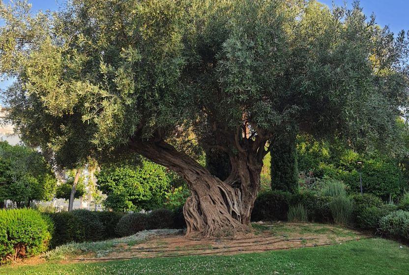 dogada-dongusellik-ve-zeytin