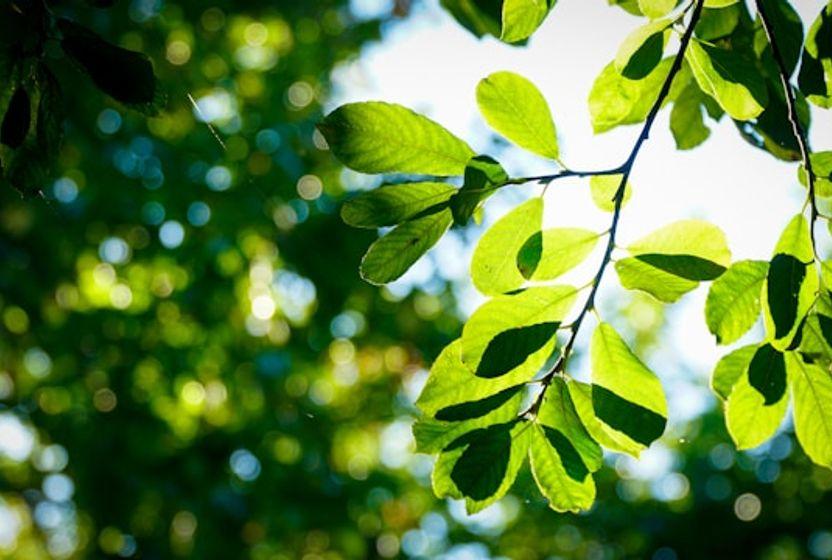 tekrarin-sarkisi-folia