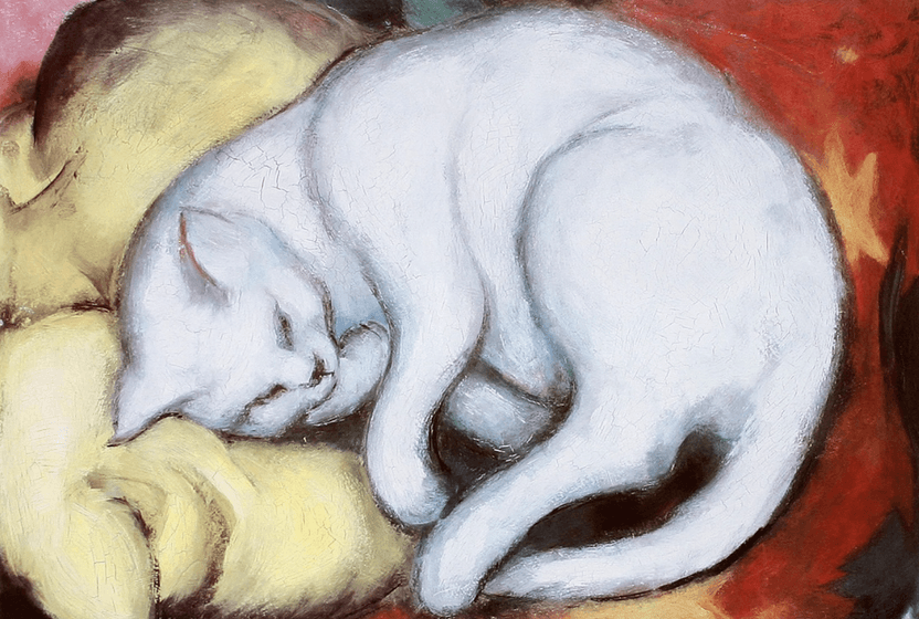 2025e-adios-ya-da-konfor-alanlari-uzerine-bir-kedinin