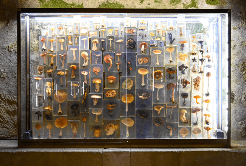 gizemli-kralligin-izinde-mantarlarin-dunyasini