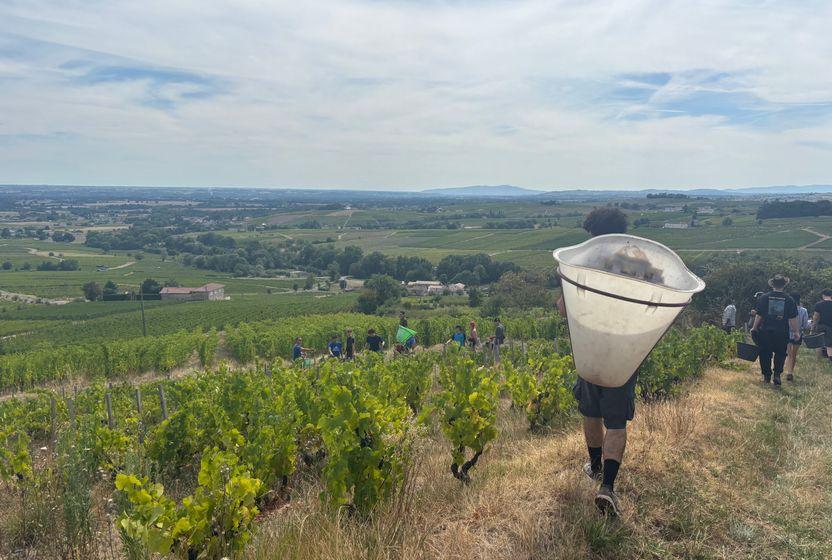 Nouveau’dan ibaret olmayan Beaujolais: Bağda bir gün