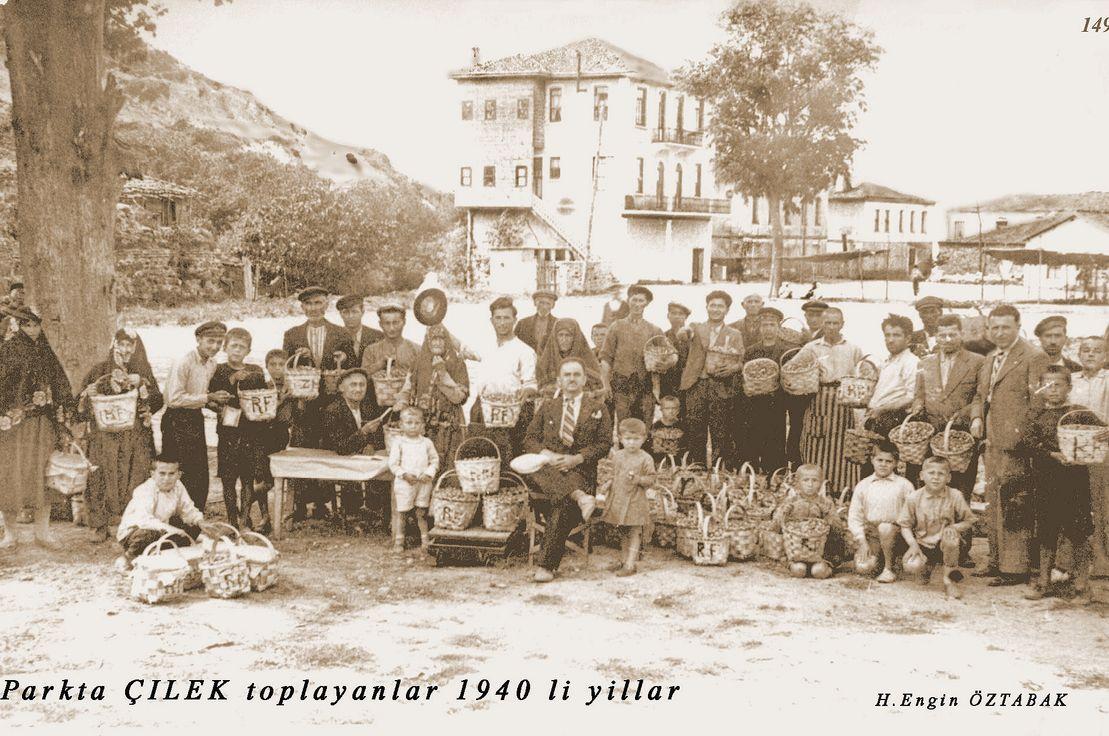 Osmanlı çileği