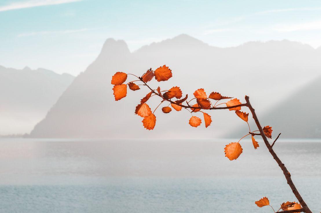 Simon Berger, Unsplash
