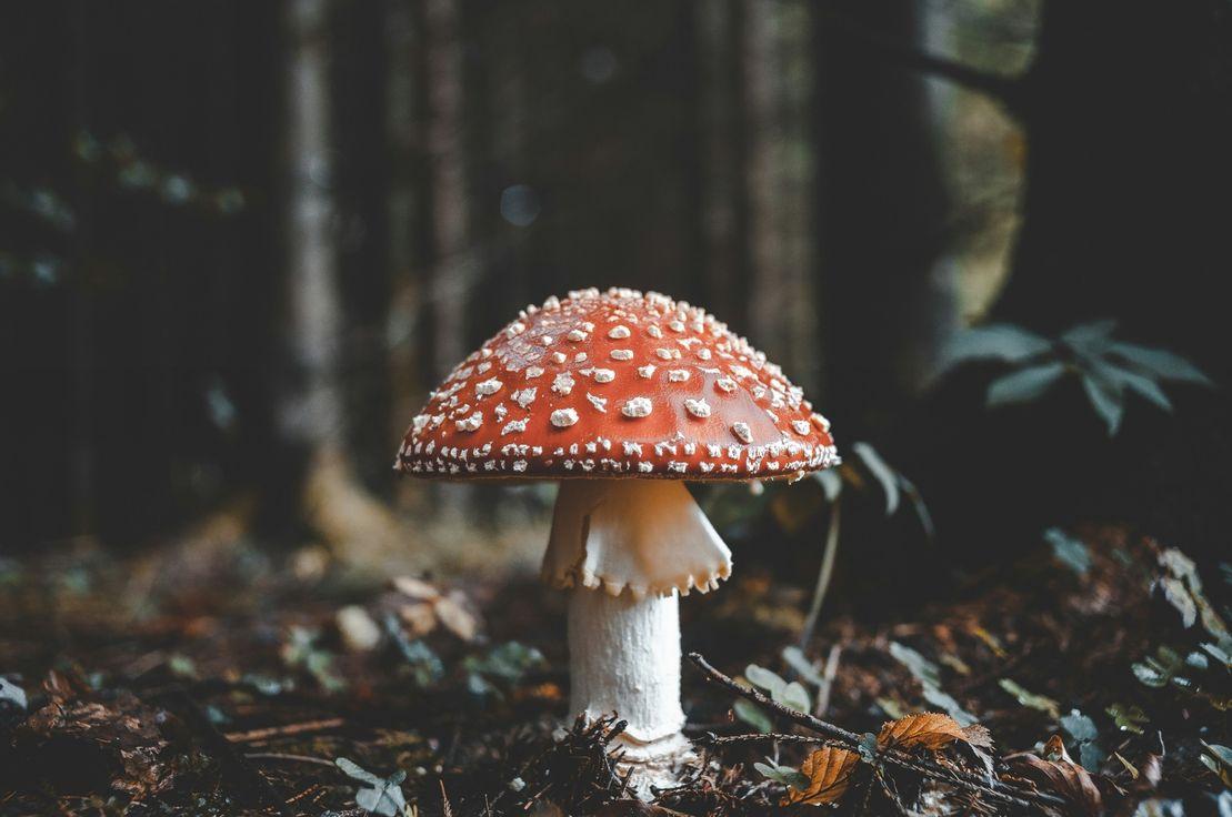 Florian van Duyn, Unsplash