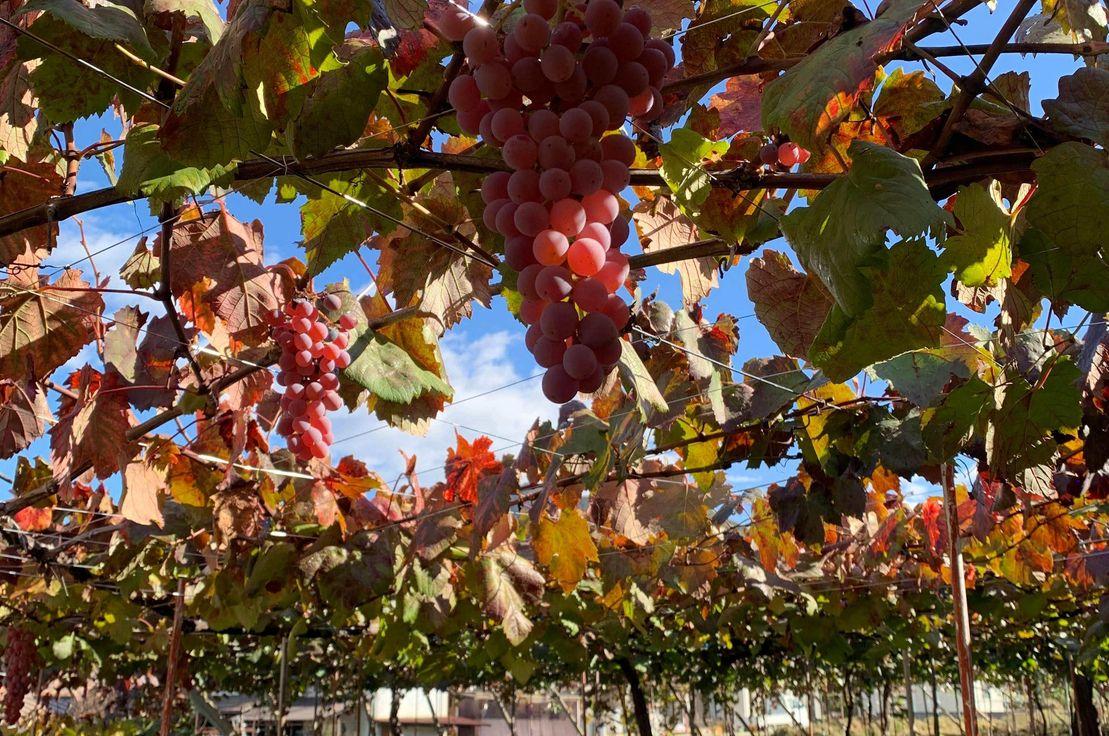 Koshu üzümü, Japonya.