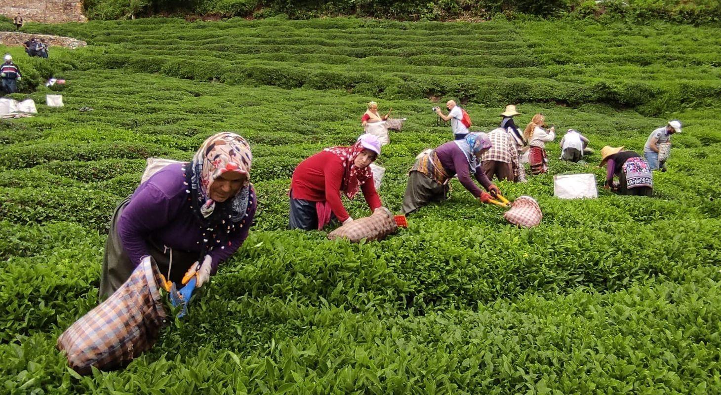 Çay içmeyi biliyoruz, peki ya çay üretmeyi?