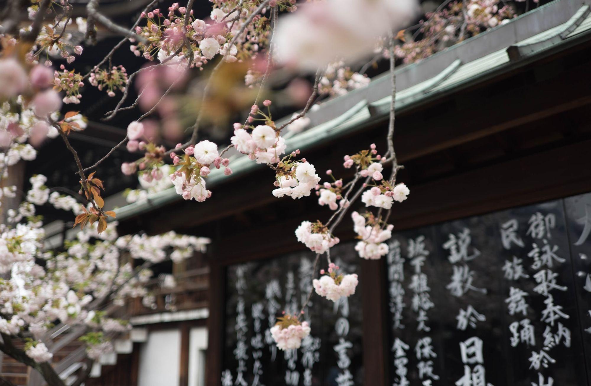 Mahallelinin nefes alma duraklarından biri: Japon Bahçesi