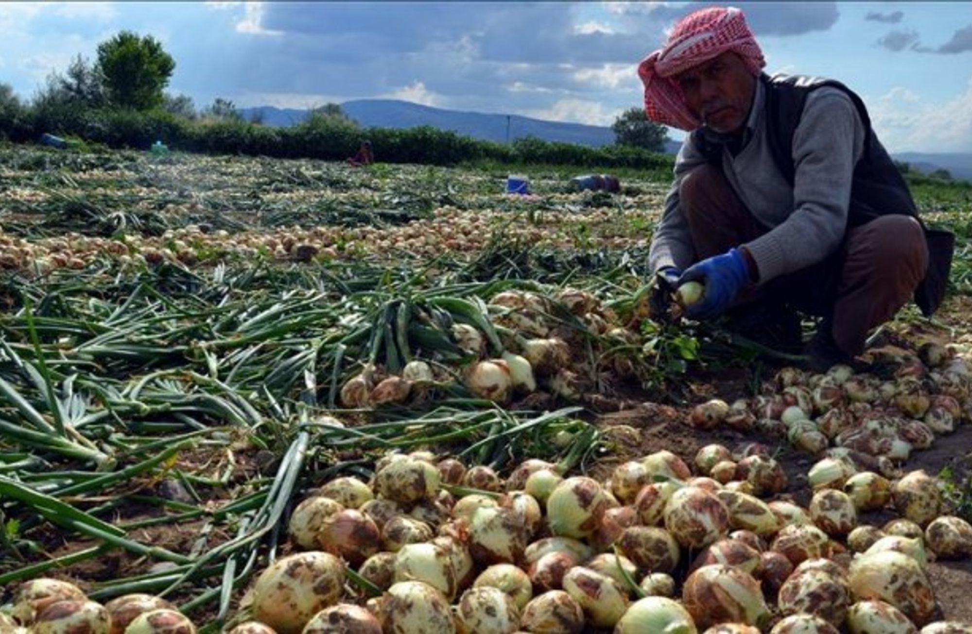 Soğan 10 TL Olur mu?