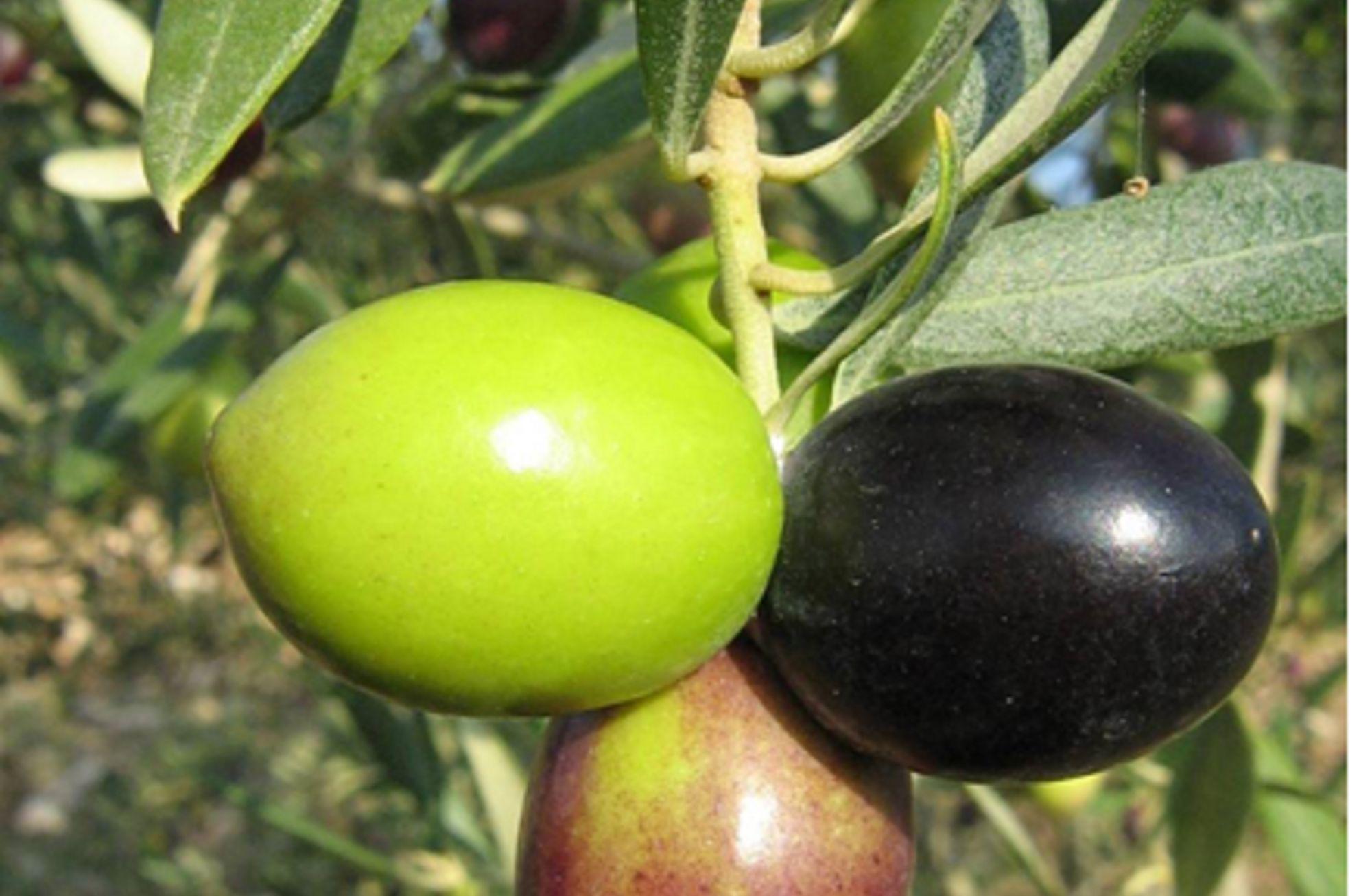 Zeytin gen kaynaklarının ekonomiye kazandırılmasının ülkemiz için önemi nedir?