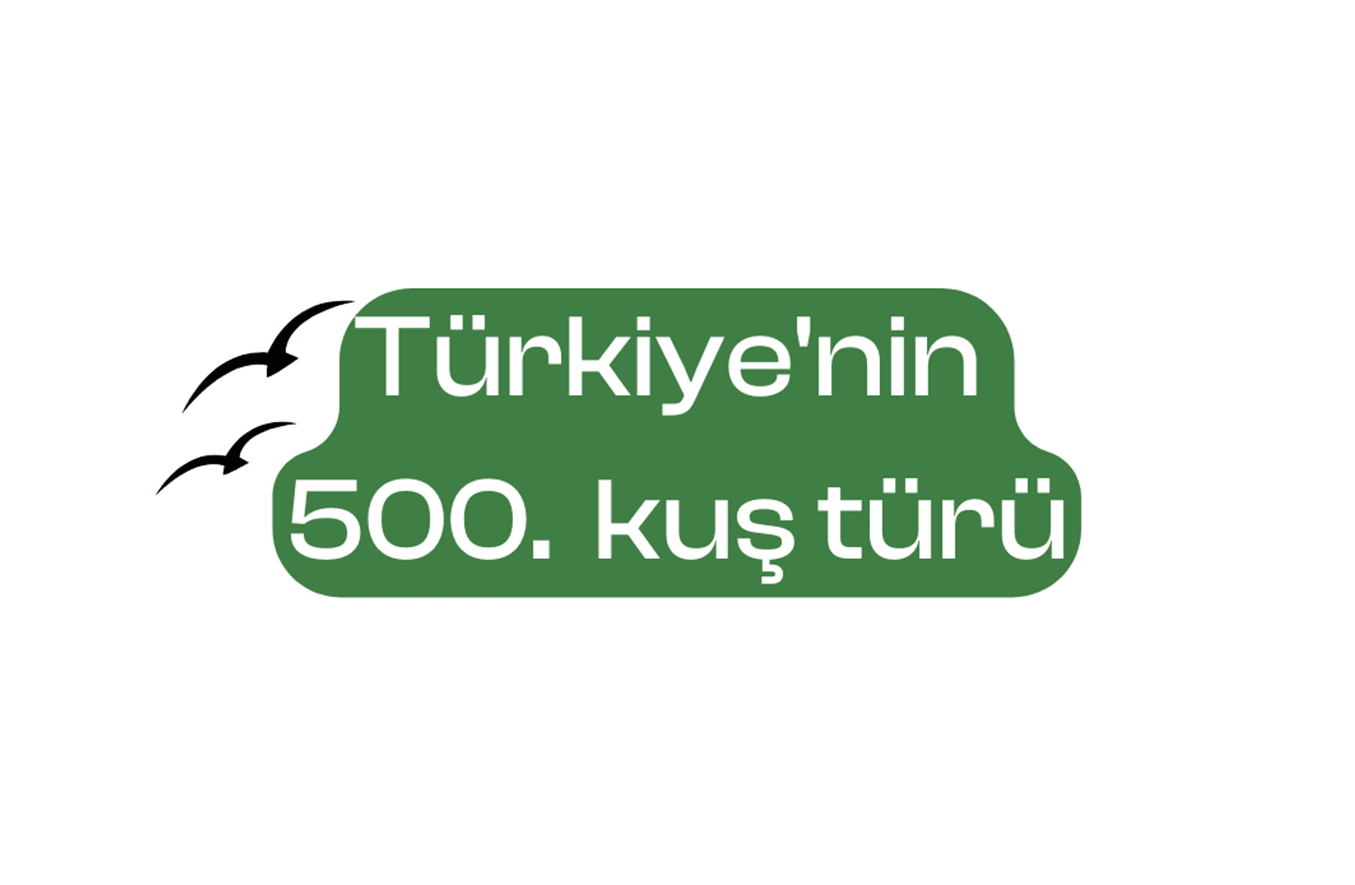 Türkiye’nin 500. kuş türü: Güneyli yakut renkli arı kuşu