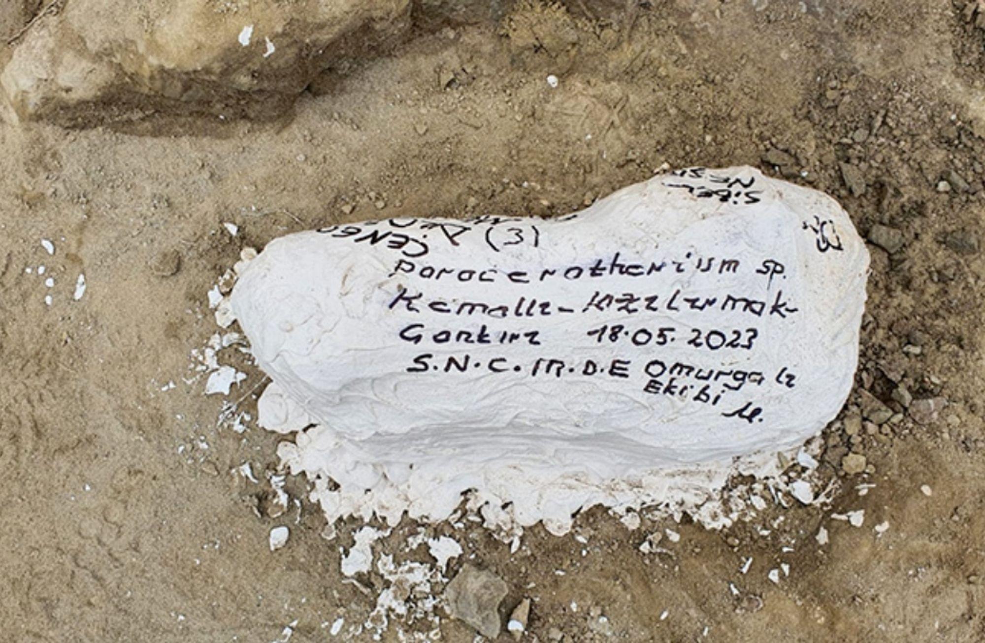 Çankırı'da dev gergedan fosiline ait kemikler bulundu