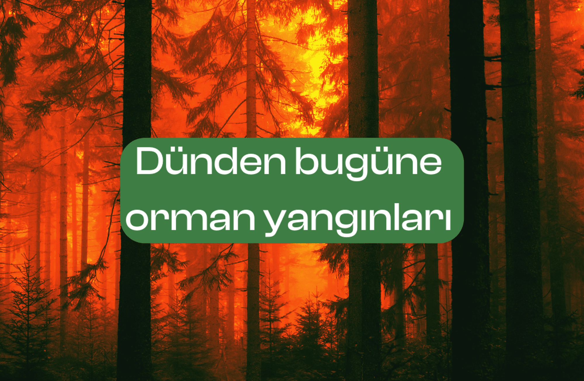 Daha az duman, daha çok yeşillik: Yangın mevsimi