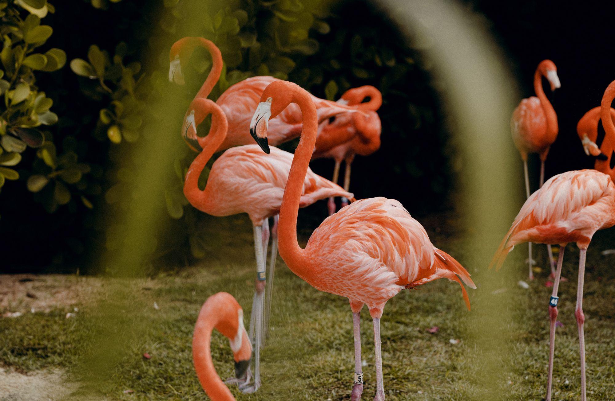 İzmir Flamingo Festivali’ne Kanatlanın!
