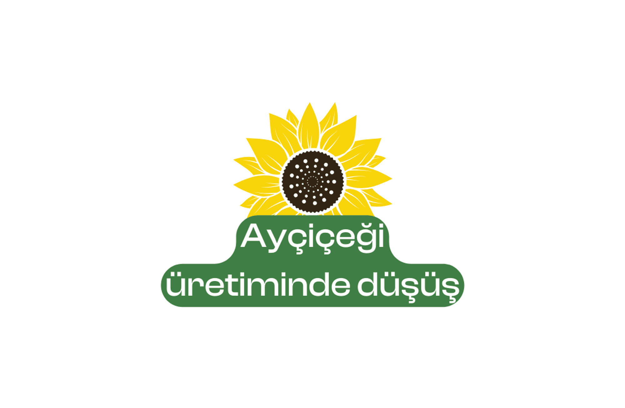Ayçiçeği üretiminde düşüş