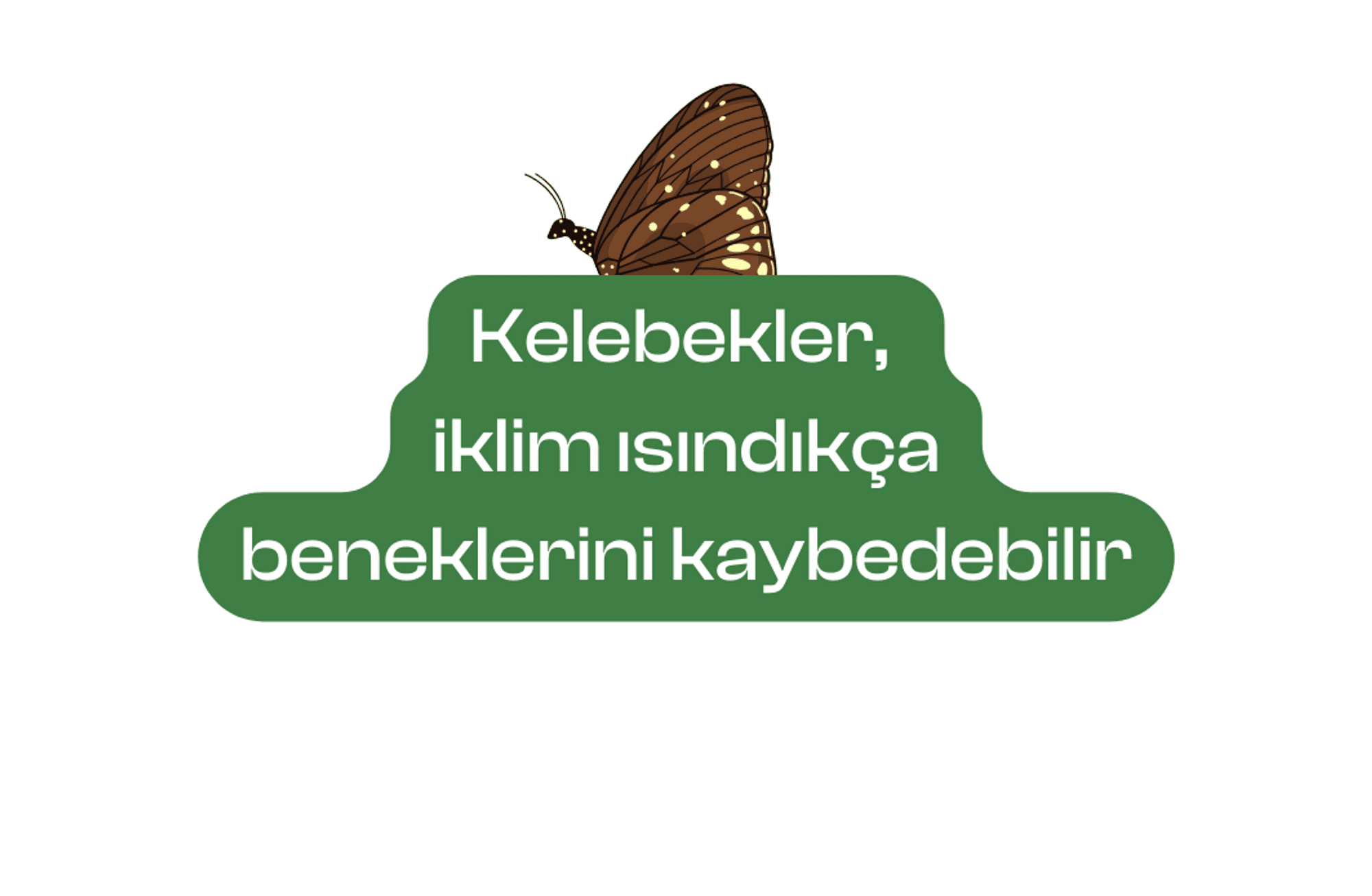 Kelebekler, iklim ısındıkça beneklerini kaybedebilir