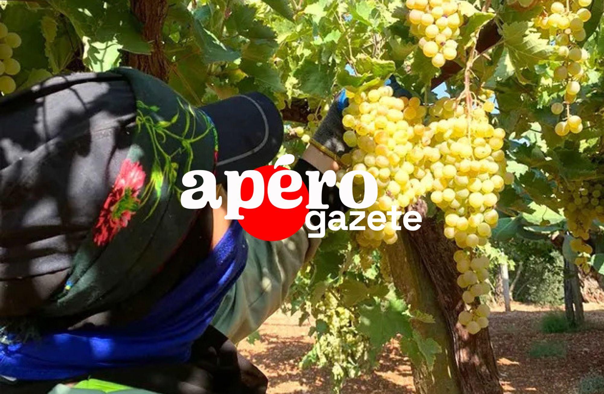 Lübnan'da kadınların işlettiği bir şaraphane: Heya Wines