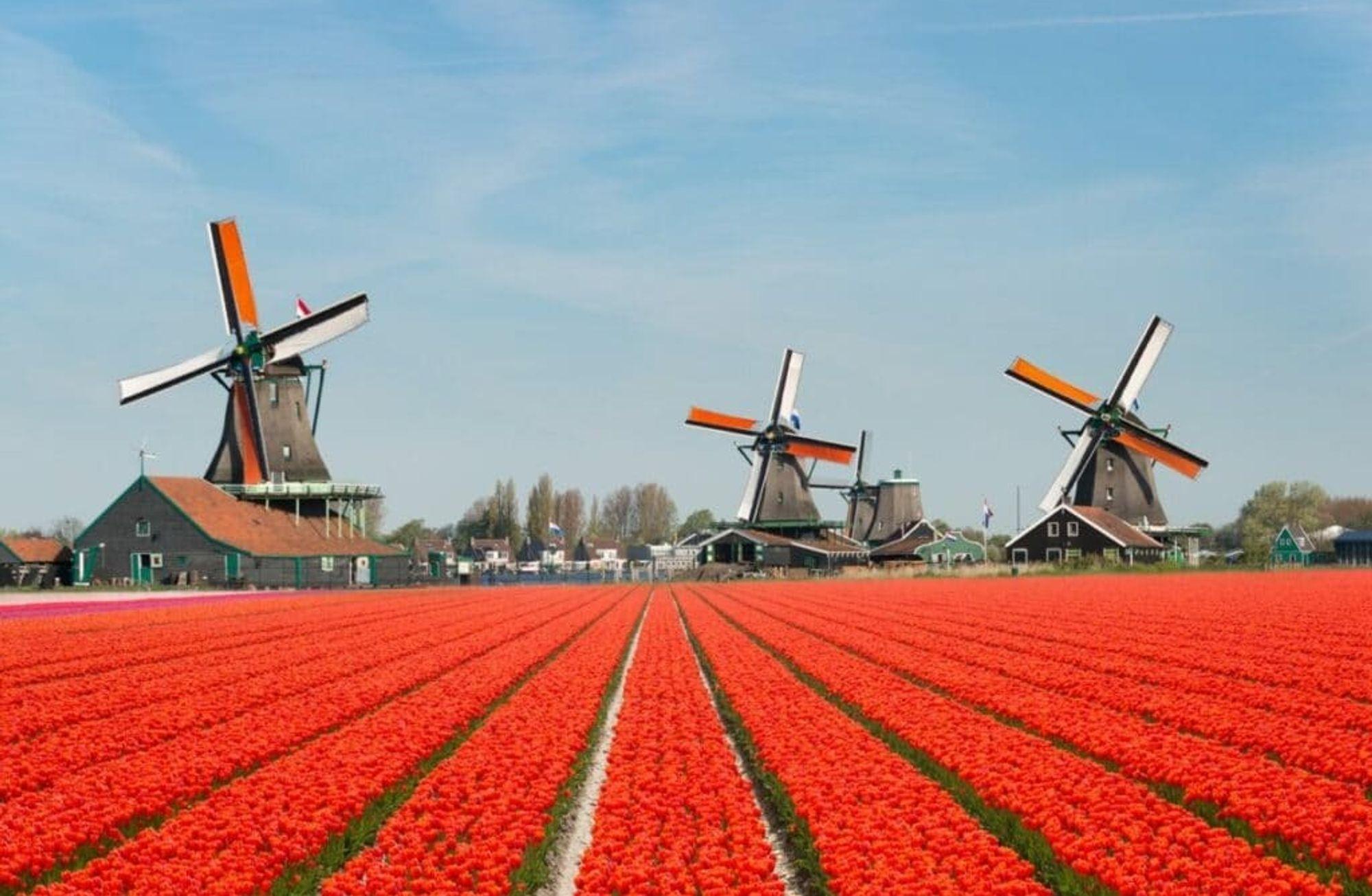 Cleantech ekosistemine bakış: Hollanda'nın sırrı ne?