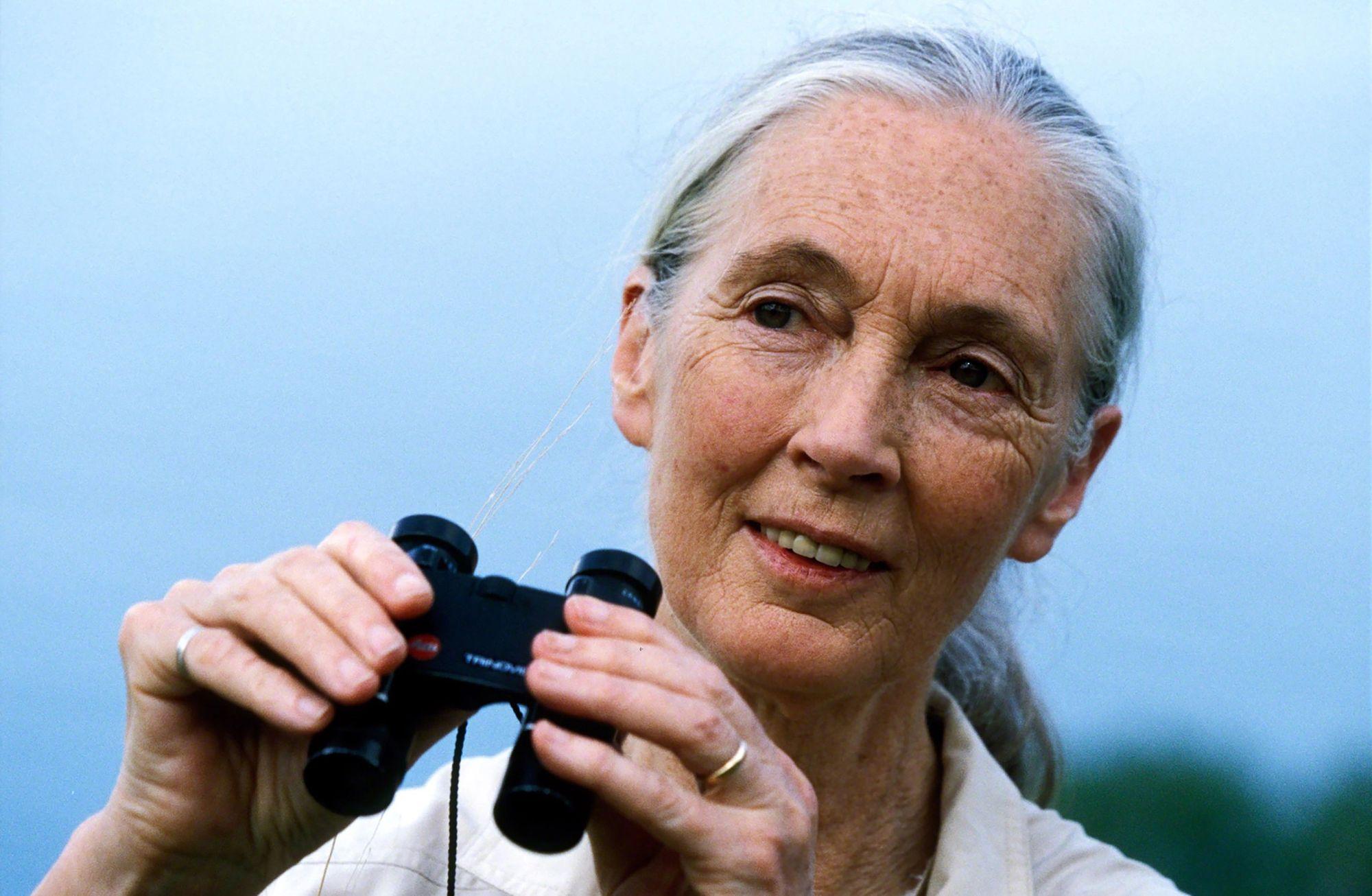 'Dünyaya bir görevle geldiğimi düşünüyorum': Dr. Jane Goodall ile umuda dair