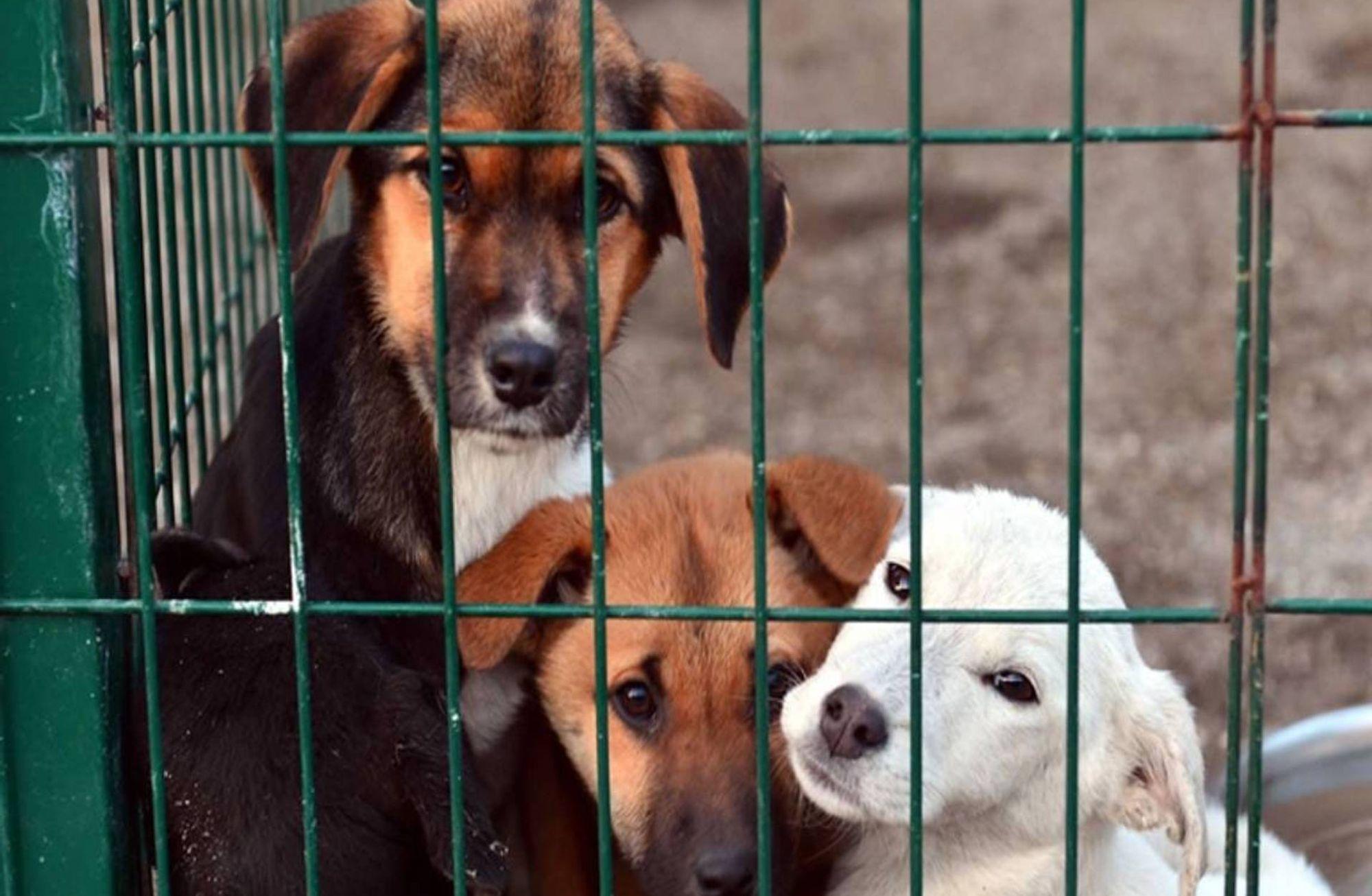 Rapor: Türkiye’de kaç sokak köpeği var?
