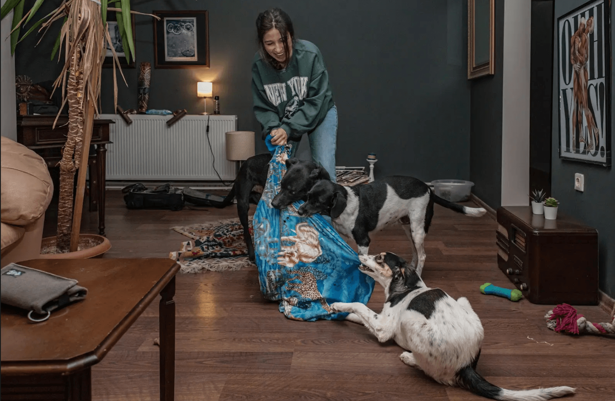 Dört köpek, bir yasa: Güvenli sokaklar aşkına 10 yıllık bir macera