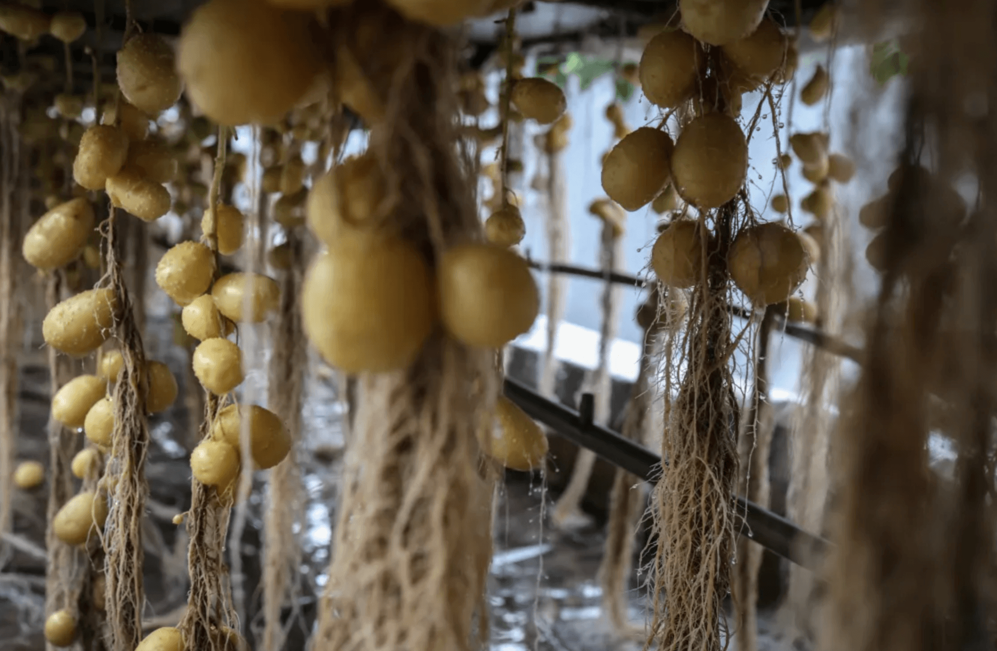 Patates: Bir ‘beyaz türüf’ ve iklimflasyon hikayesi