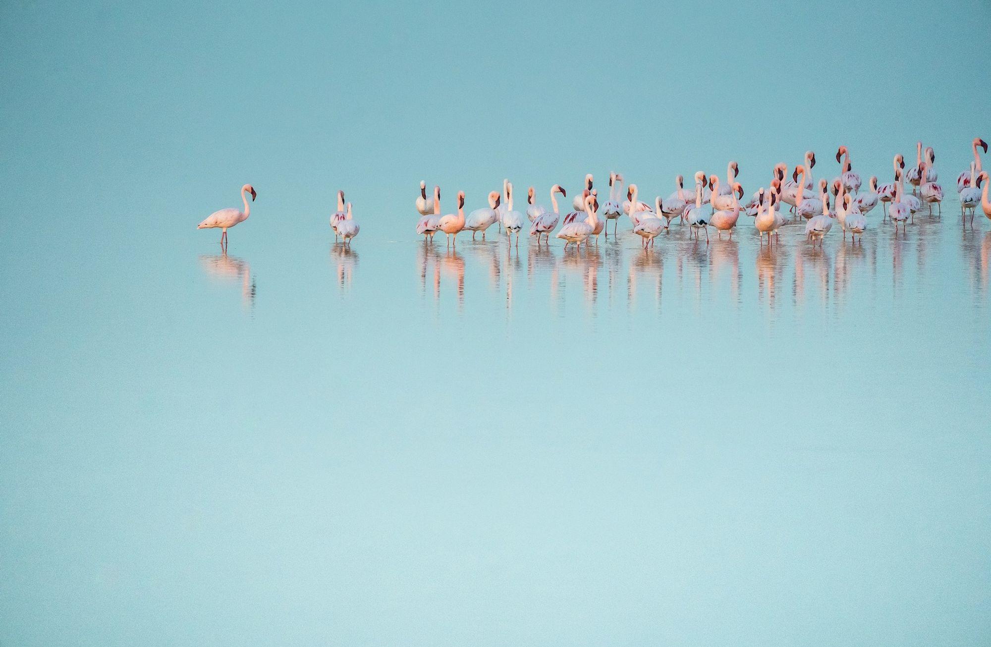 Siz Hiç Flamingo Gördünüz mü?