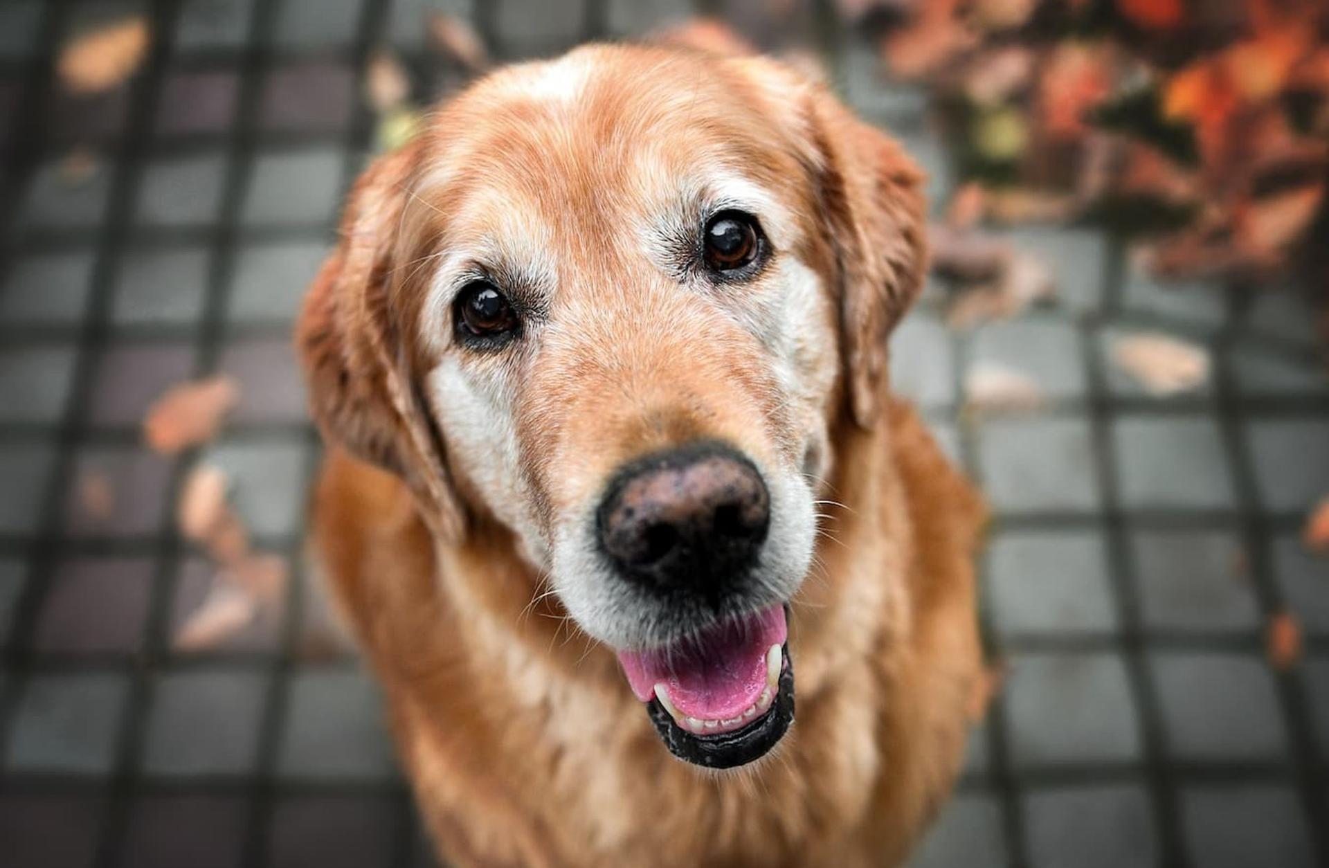 Pet longevity: Evcil hayvanların ömrünü uzatmak mümkün mü?