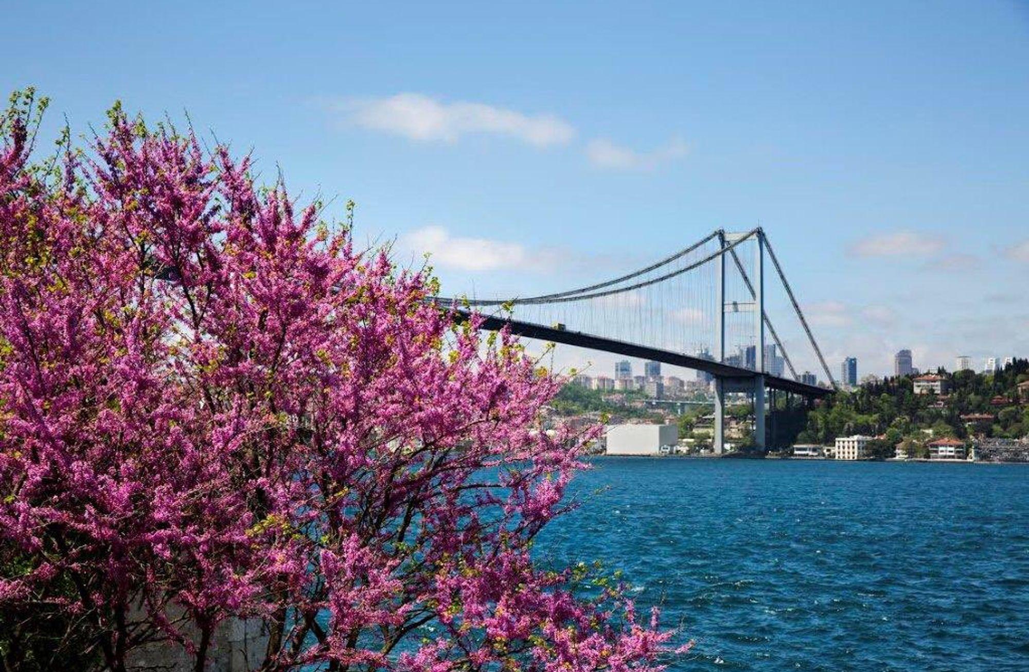 Hafıza bahçesinde bir kent turu: İstanbul'un kokusu nasıl hatırlanır?