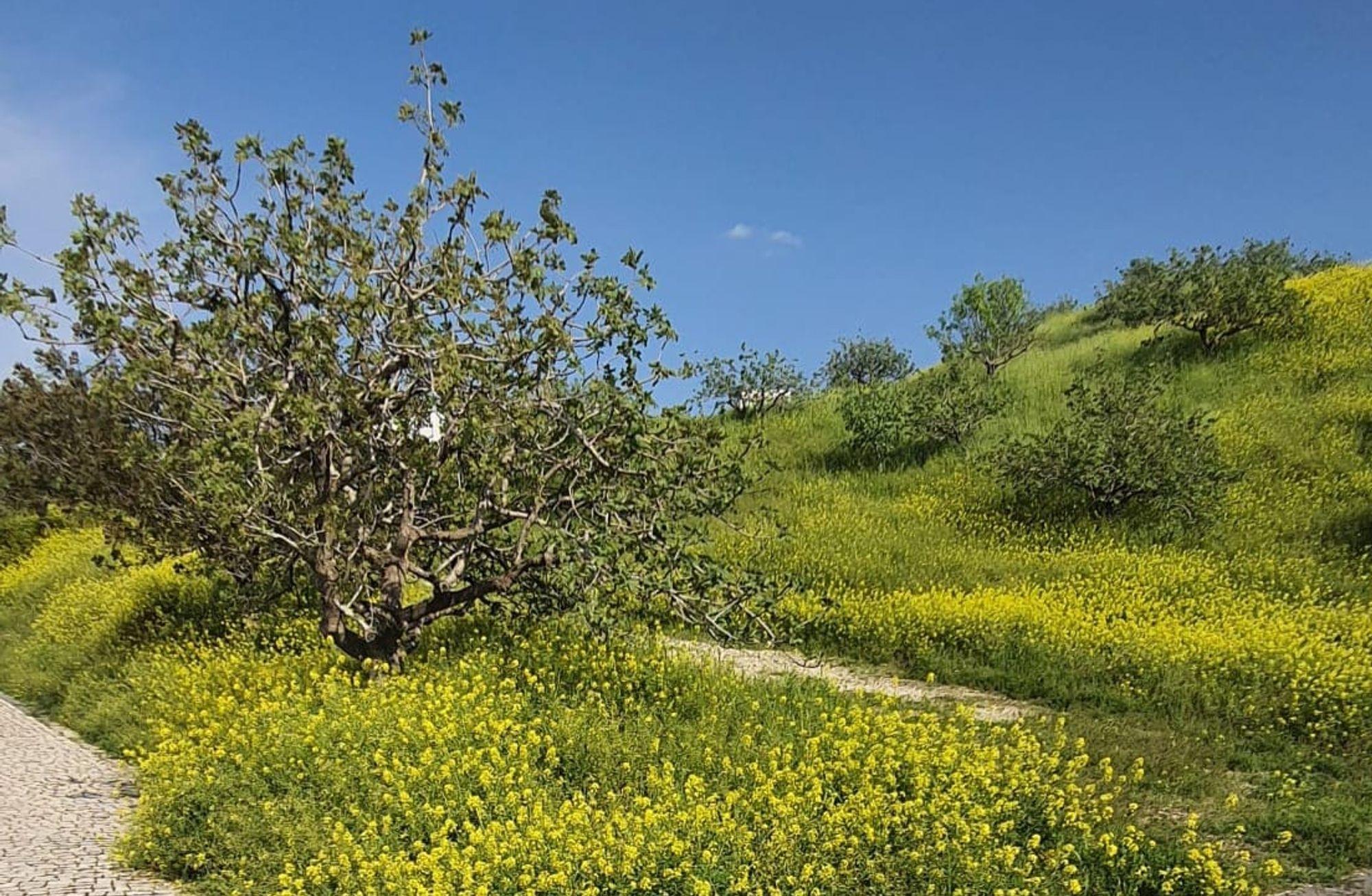 Fıstık Ağacı