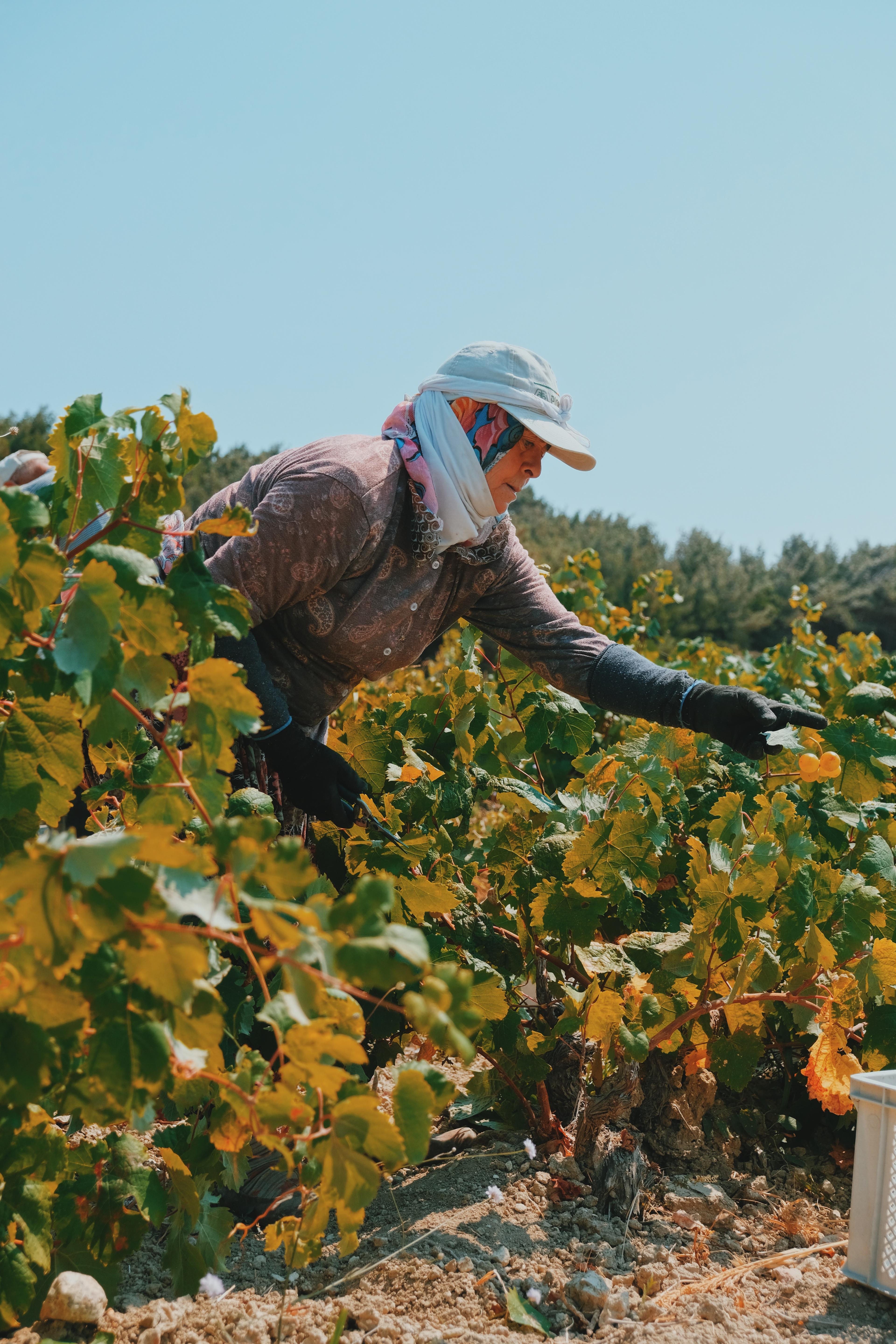 Türkiye'de gıdayı nasıl iyileştiririz?