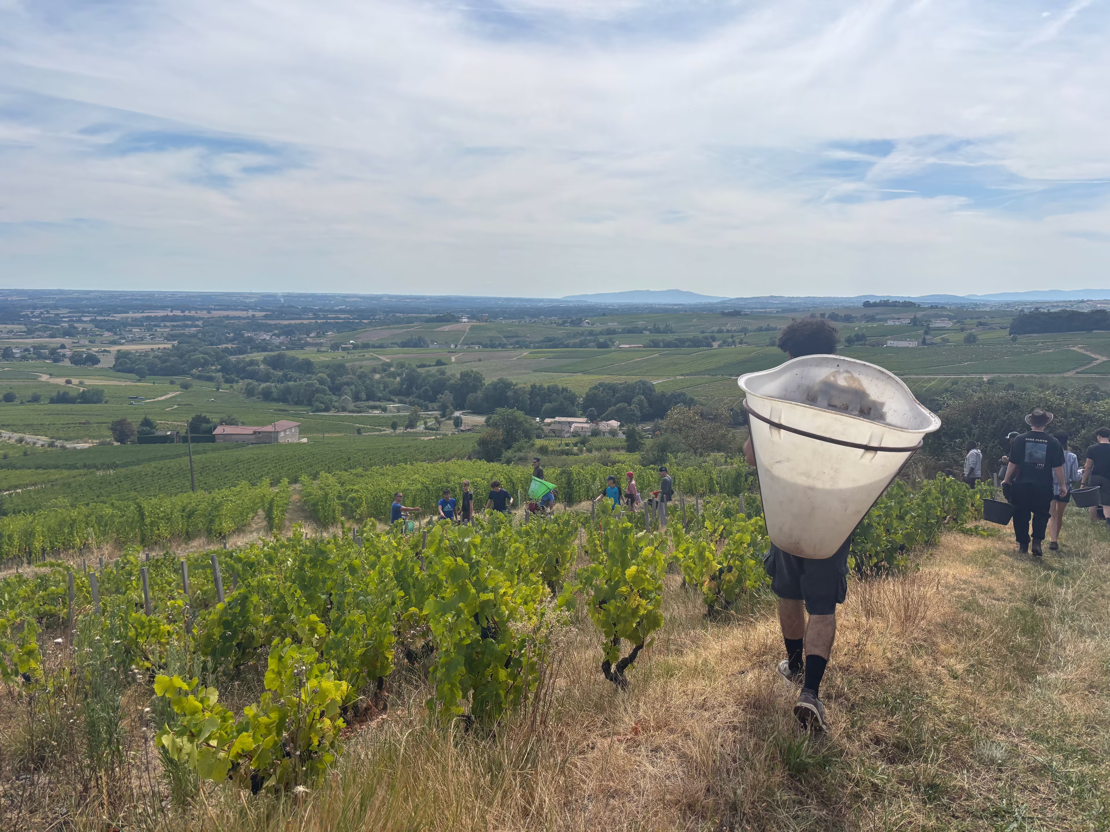 Nouveau’dan ibaret olmayan Beaujolais: Bağda bir gün