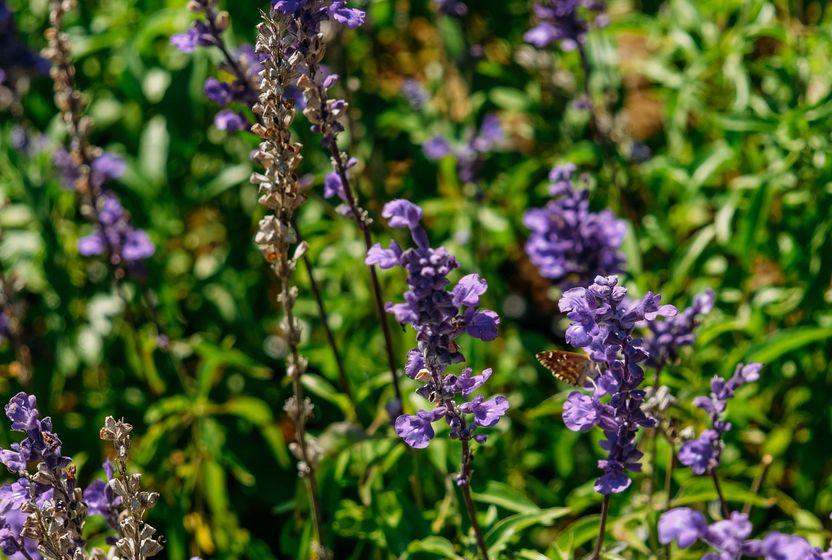 zeytinburnu-medicinal-plant-garden-a50