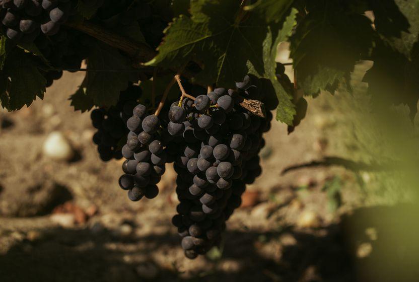 iki-yaka-arasinda-bordeaux-guncesi