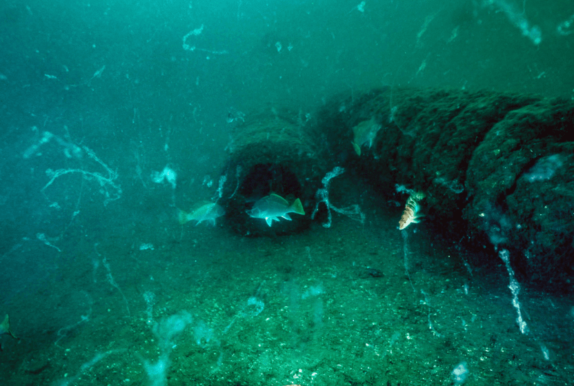 marmarada-kirmizi-pazartesi-1-unutulan-musilaj-derinlerden