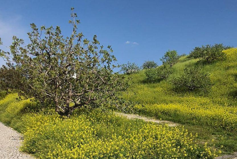 fistik-agaci
